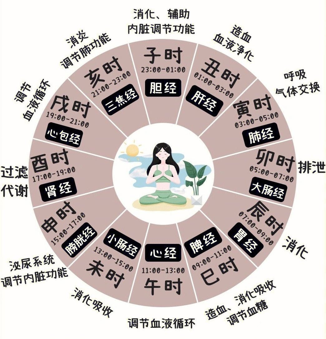 依據(jù)《黃帝內(nèi)經(jīng)》子午流注理論繪制 十四經(jīng)氣血流注時(shí)辰圖