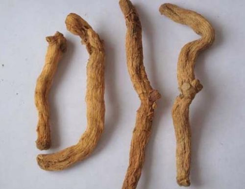竹節(jié)參