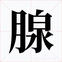 腺