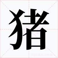 豬