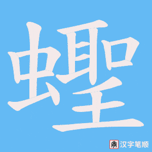 蟶